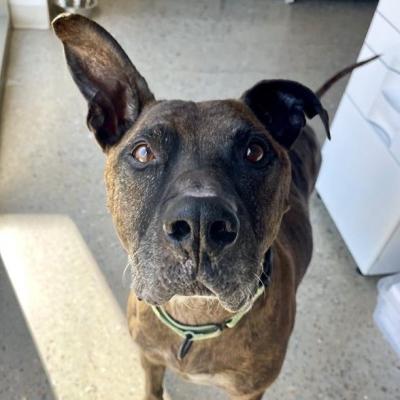 Ford the dog with one ear up and one ear down